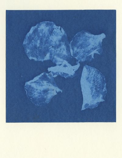 Cyanotype_1