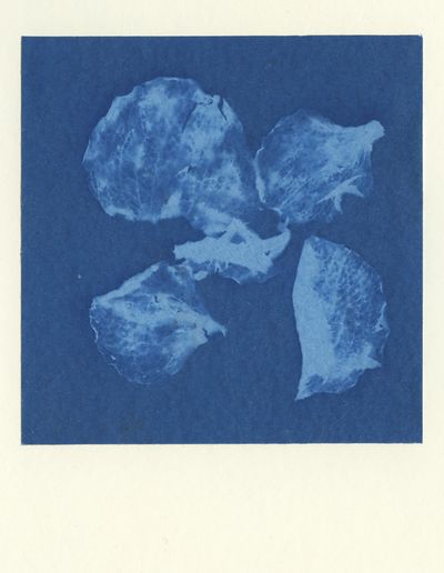 Cyanotype_1